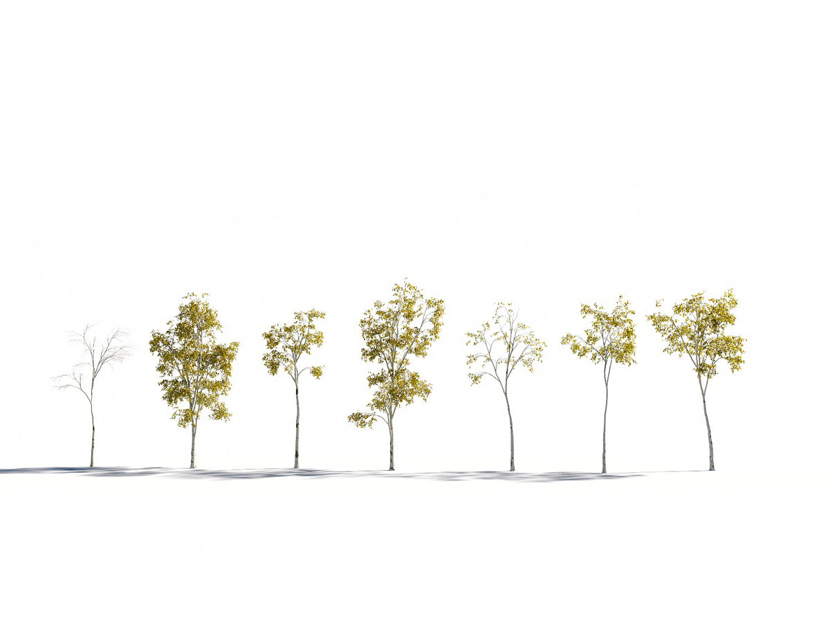 Birch Trees Set
