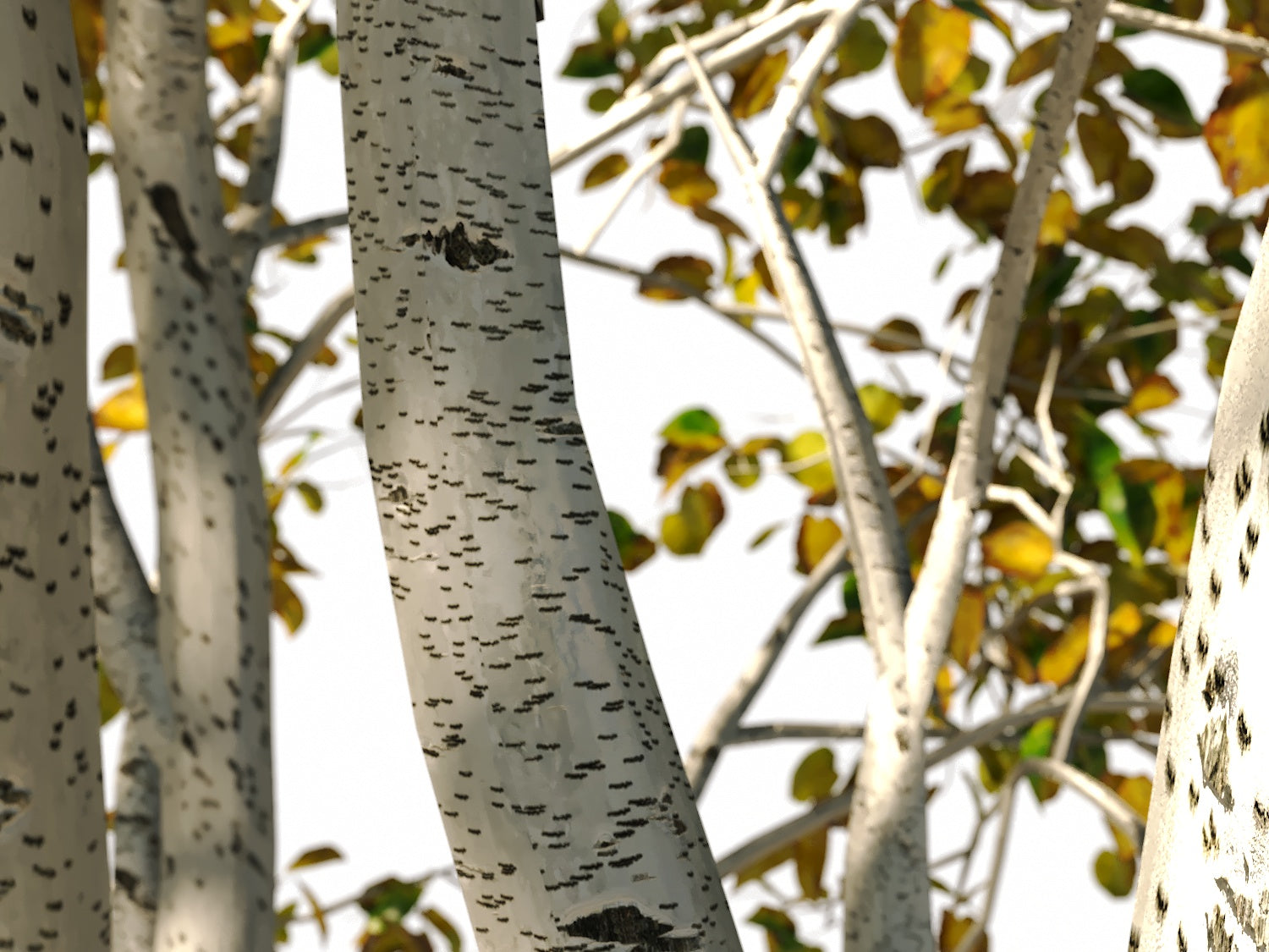 Birch Trees Set - Nouvelle Mesure Lab