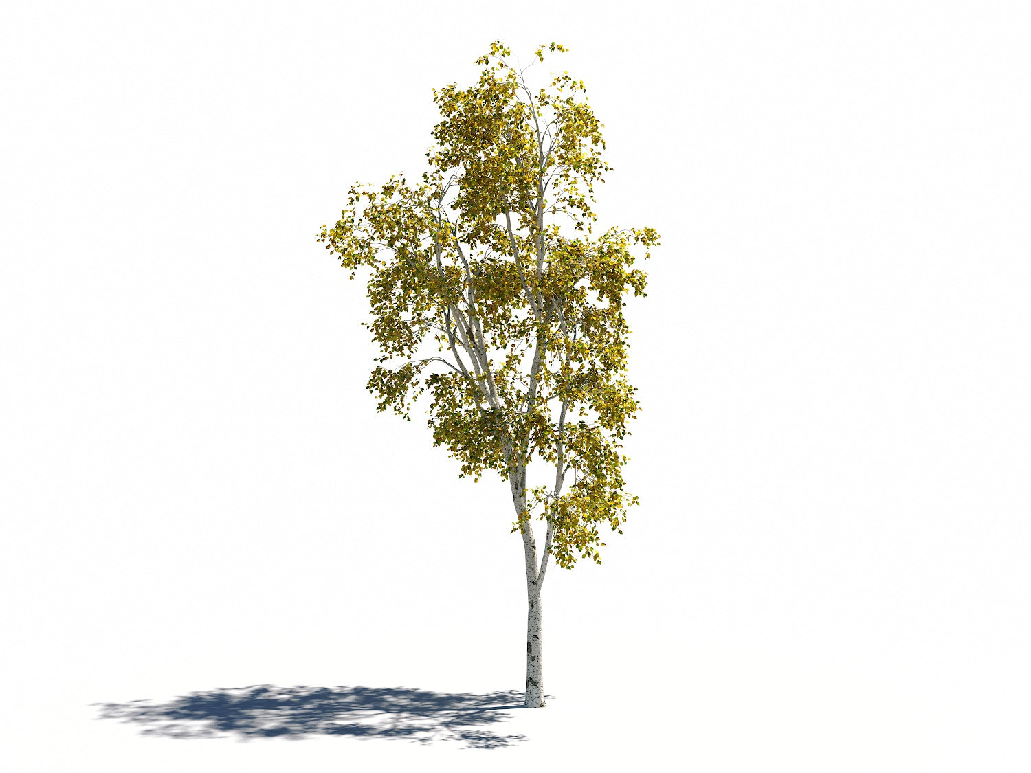Birch Trees Set - Nouvelle Mesure Lab
