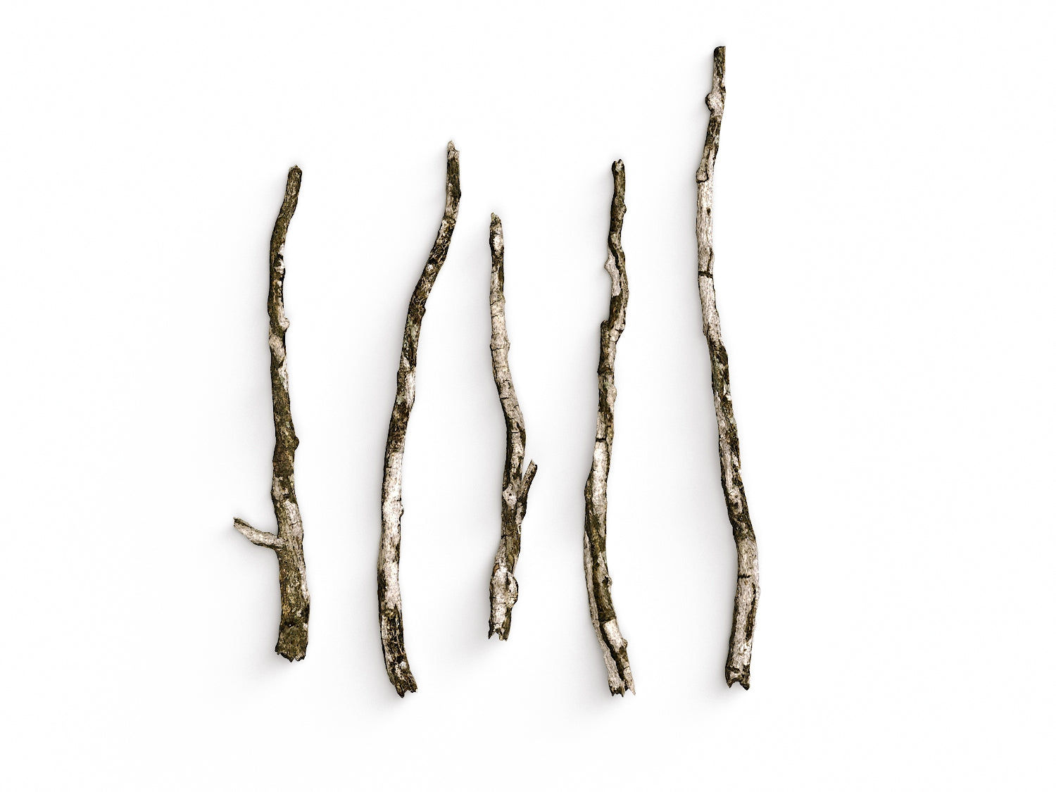 Branches Set 04 - Nouvelle Mesure Lab