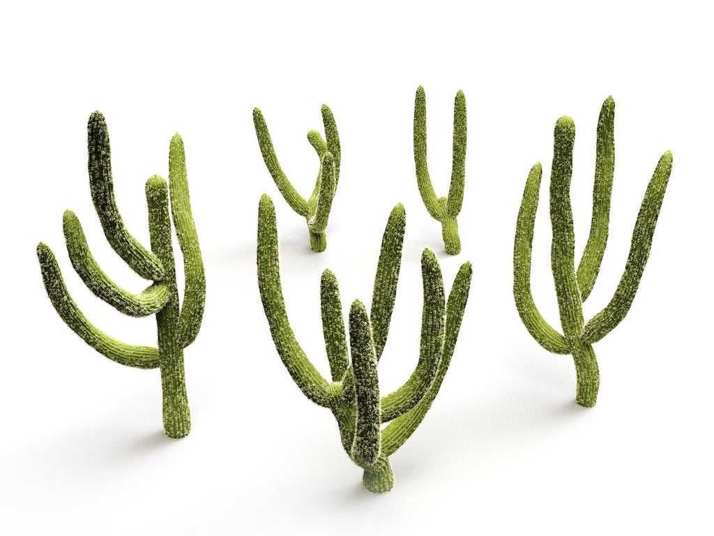 Cactus set