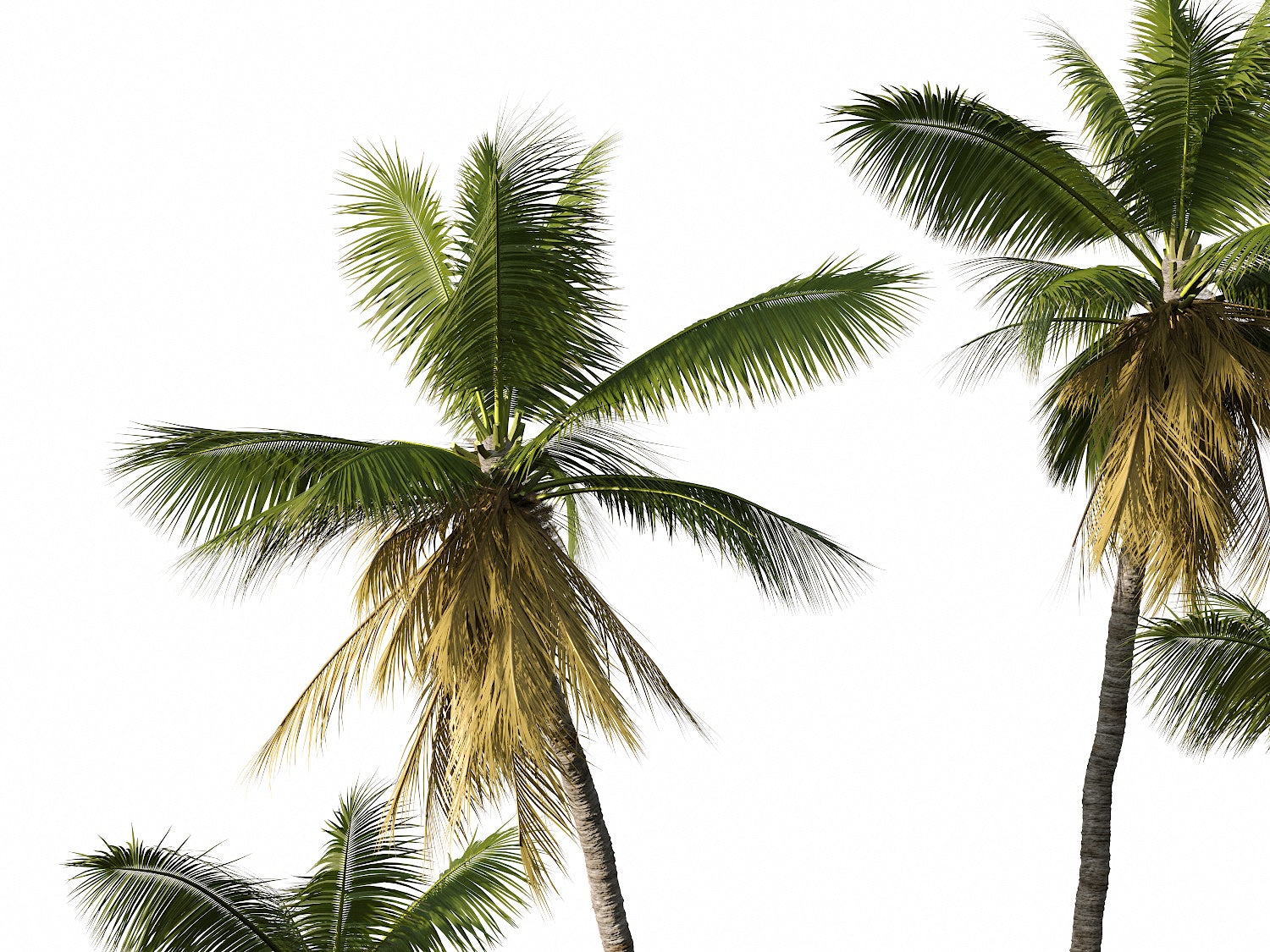 Coconut Tree Set - Nouvelle Mesure Lab