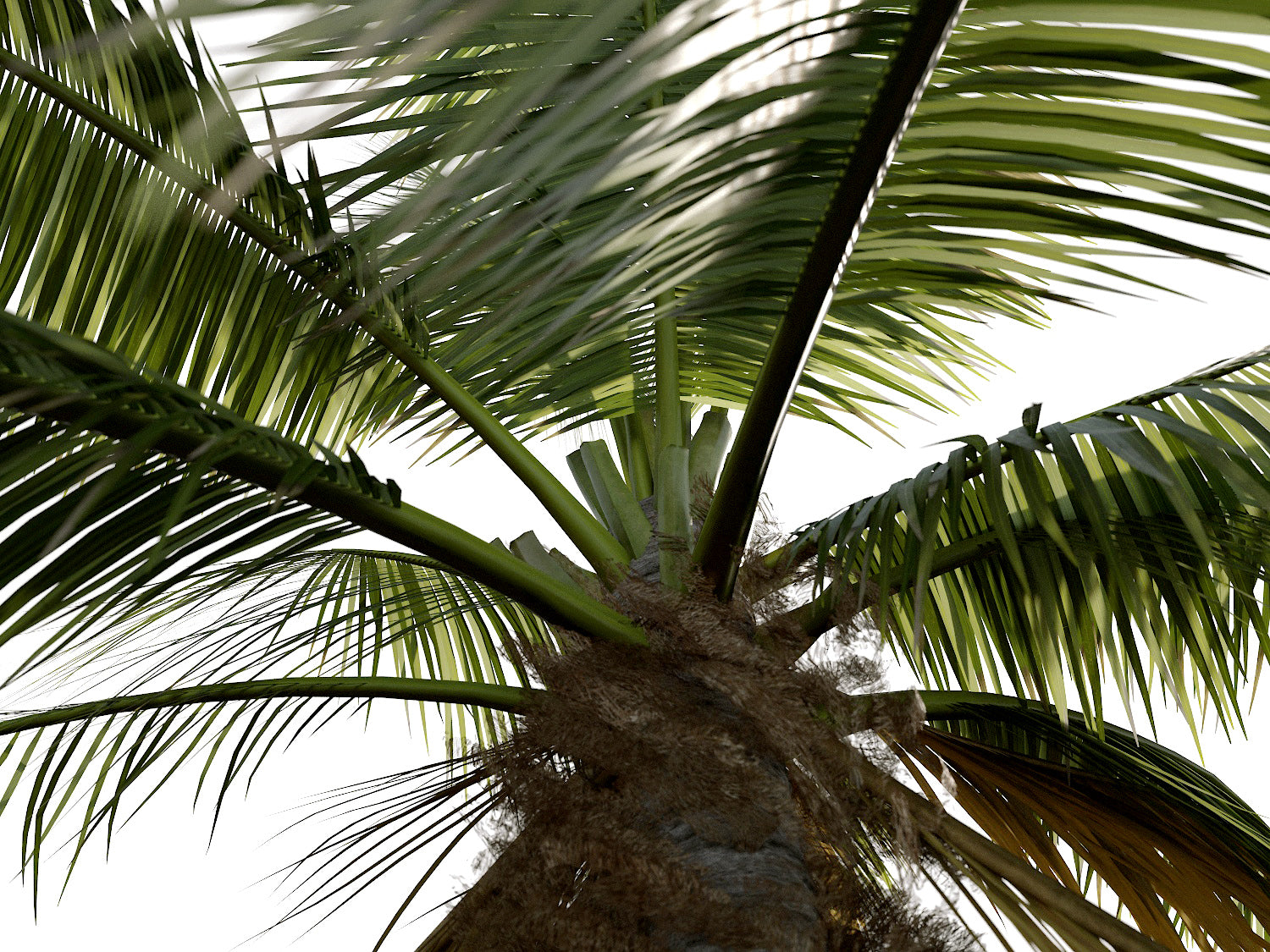 Coconut Tree Set - Nouvelle Mesure Lab