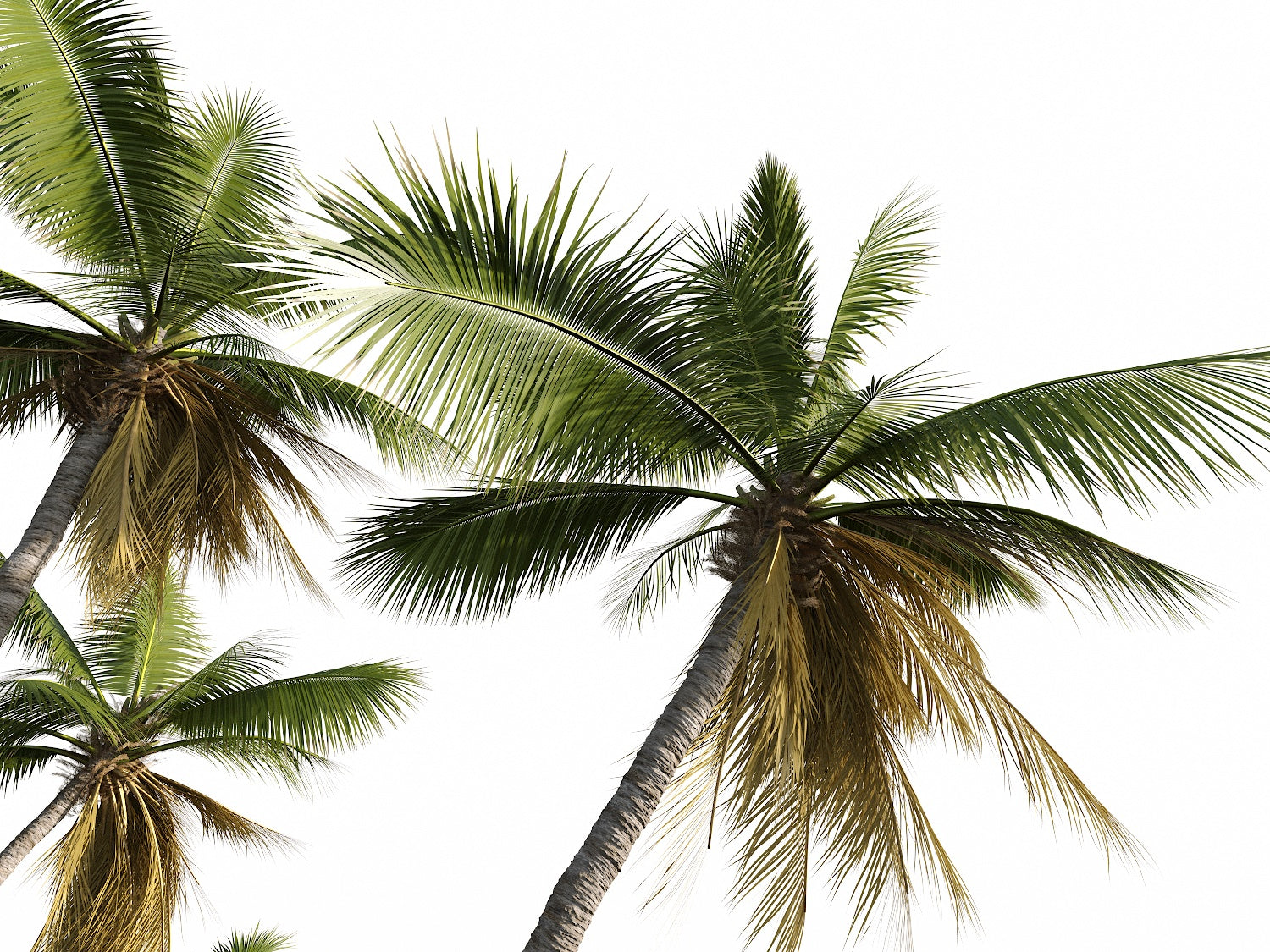 Coconut Tree Set - Nouvelle Mesure Lab