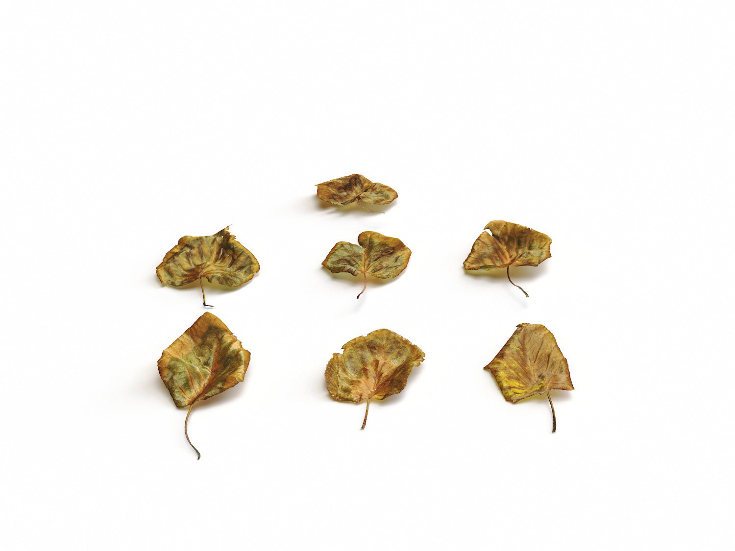 Dead Leaves Set 04 - Nouvelle Mesure Lab