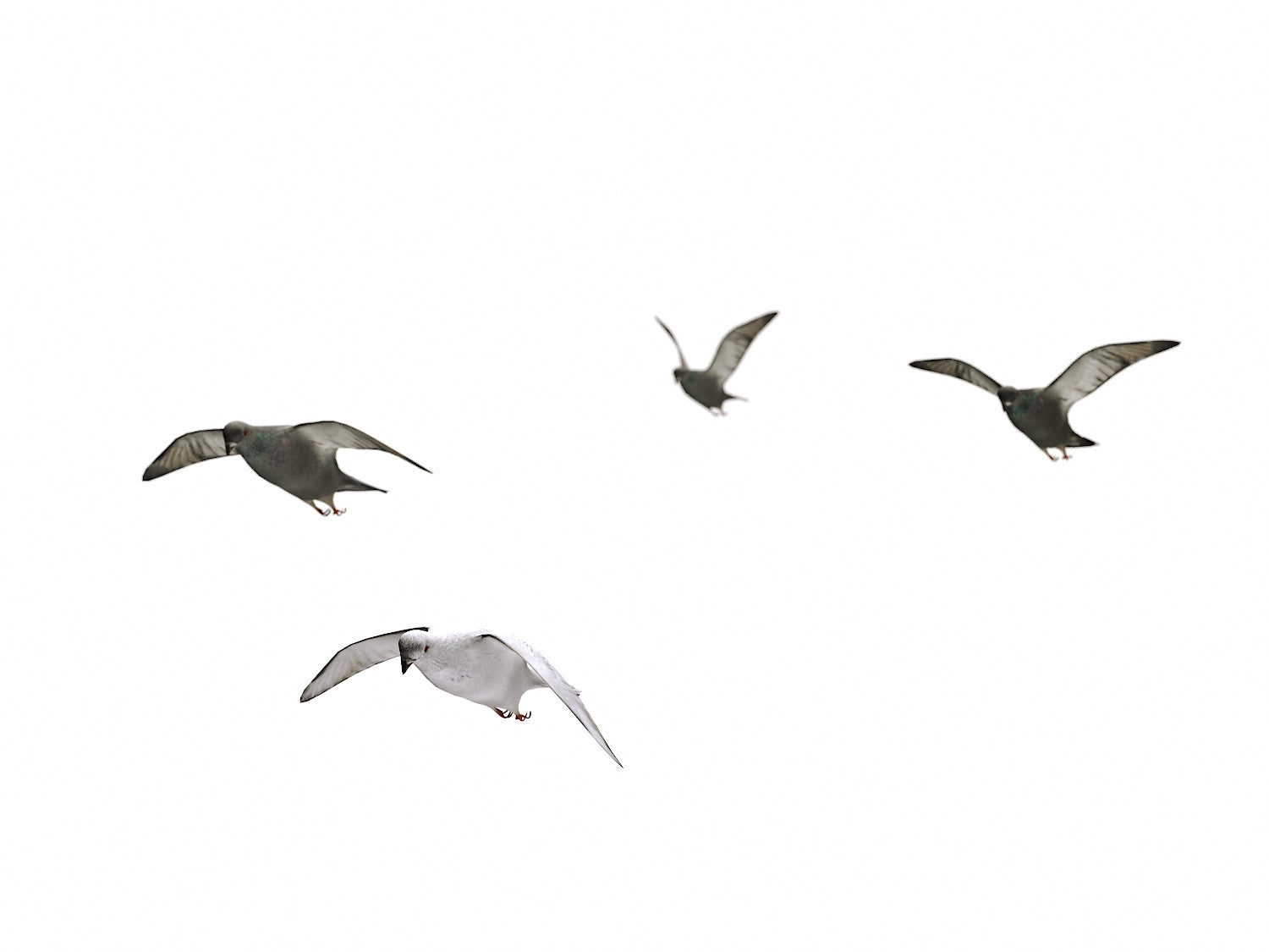 Flying Pigeons Set - Nouvelle Mesure Lab