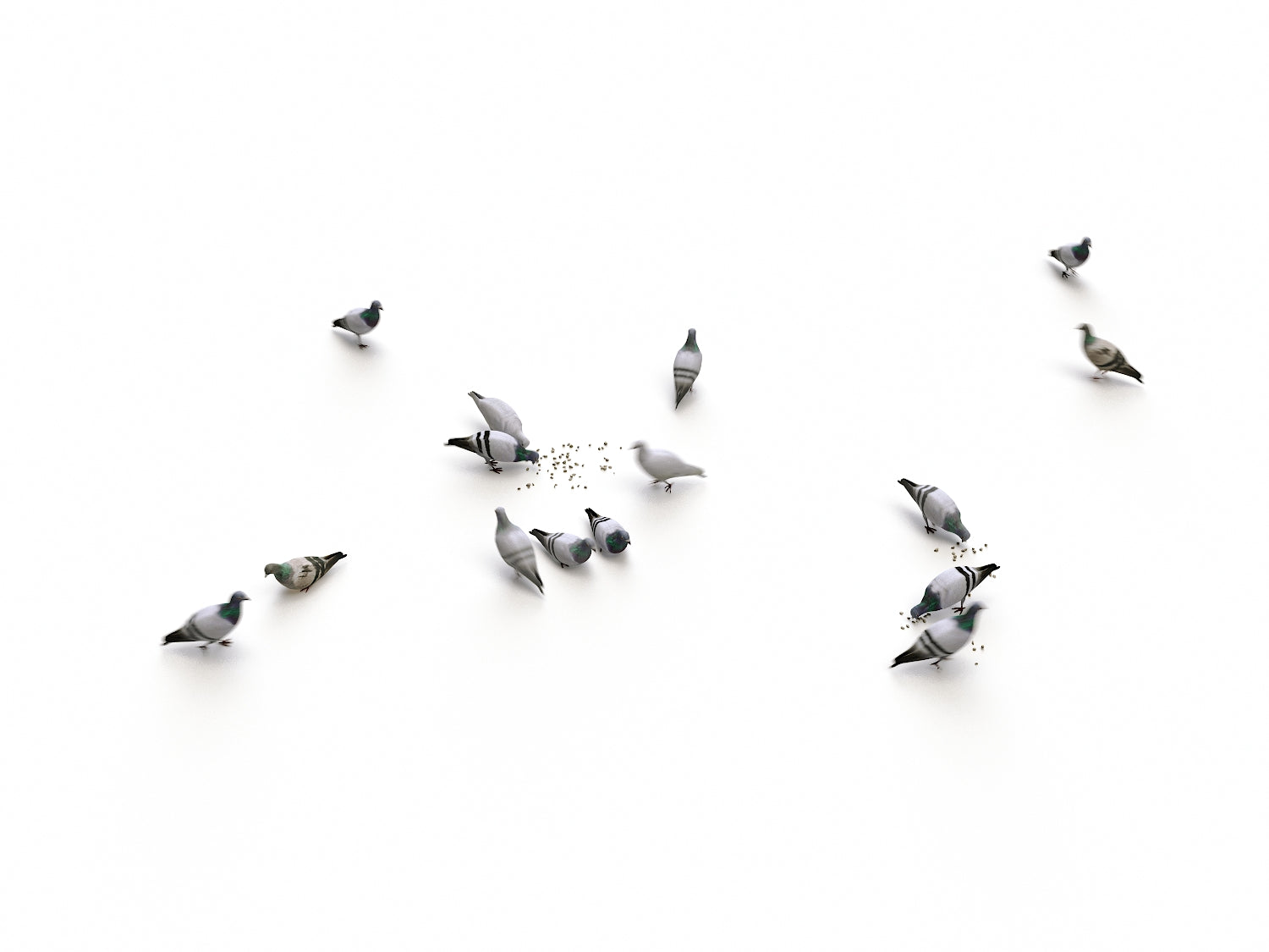 Animated Ground Pigeons Set - Nouvelle Mesure Lab