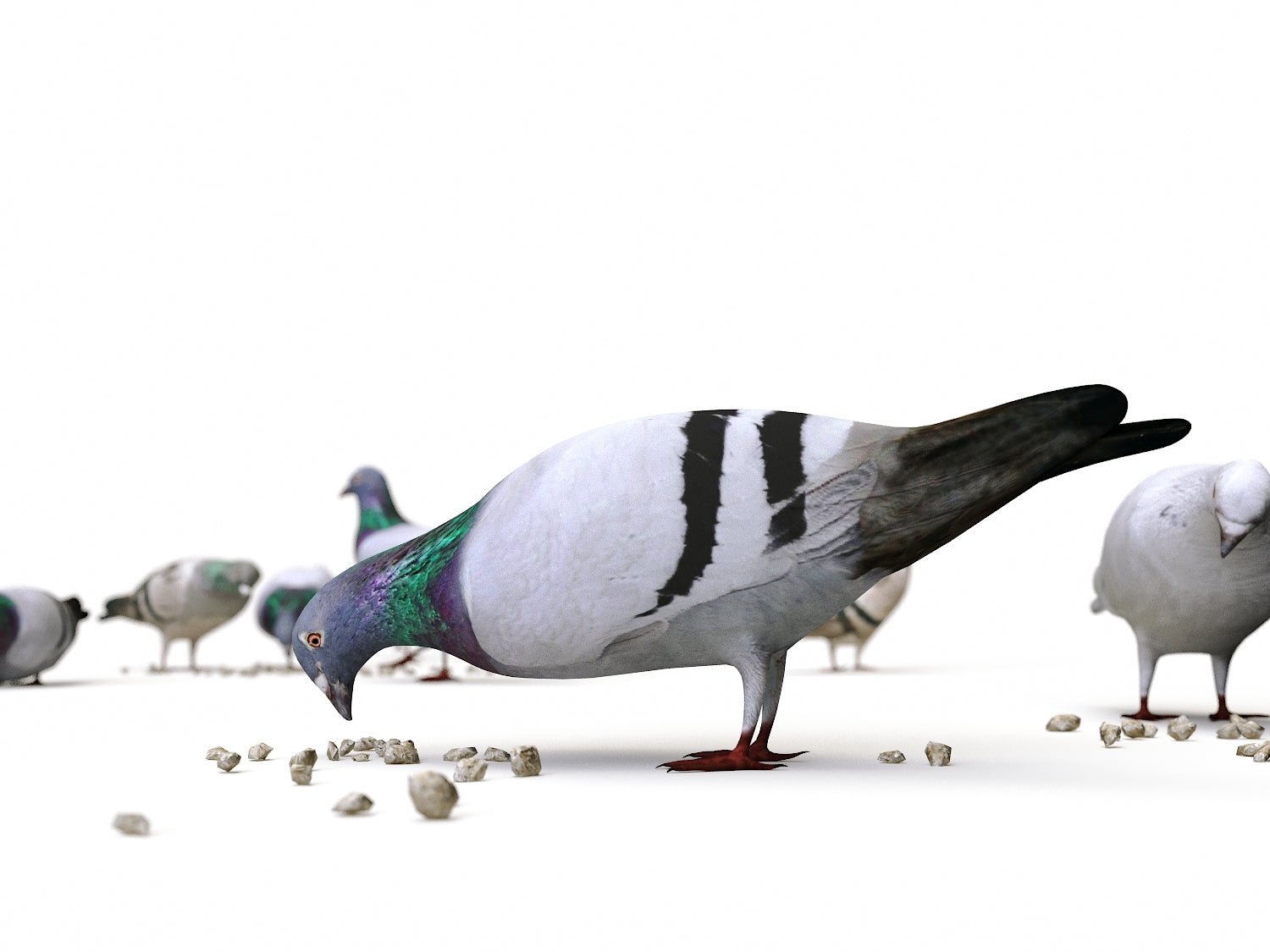 Ground Pigeons Set - Nouvelle Mesure Lab