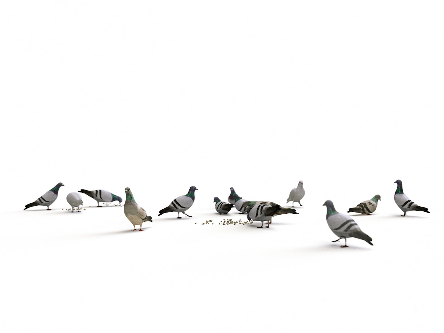 Ground Pigeons Set - Nouvelle Mesure Lab