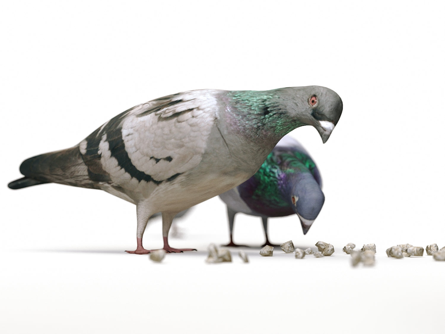 Ground Pigeons Set - Nouvelle Mesure Lab