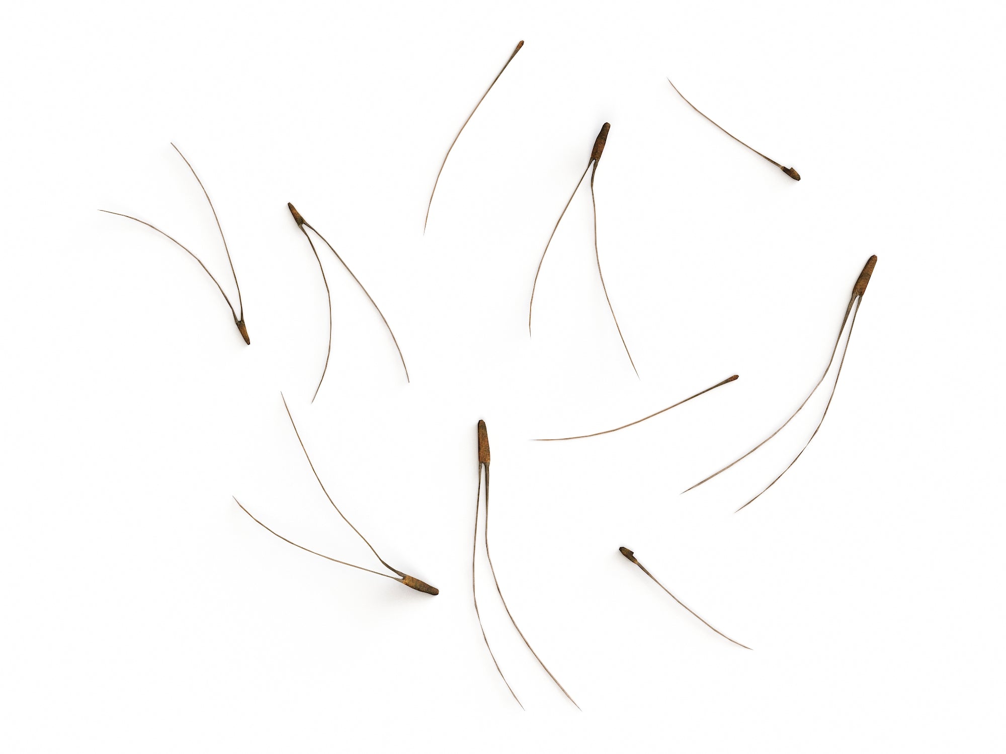 Pine Needles Set - Nouvelle Mesure Lab