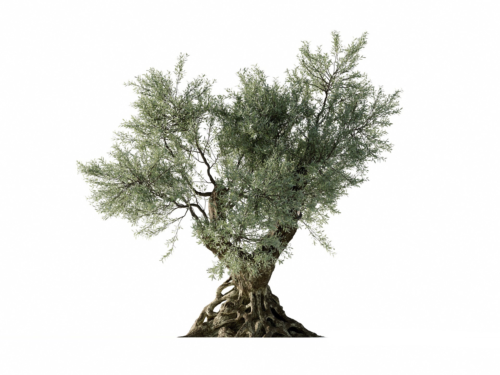 Olive Tree - Nouvelle Mesure Lab