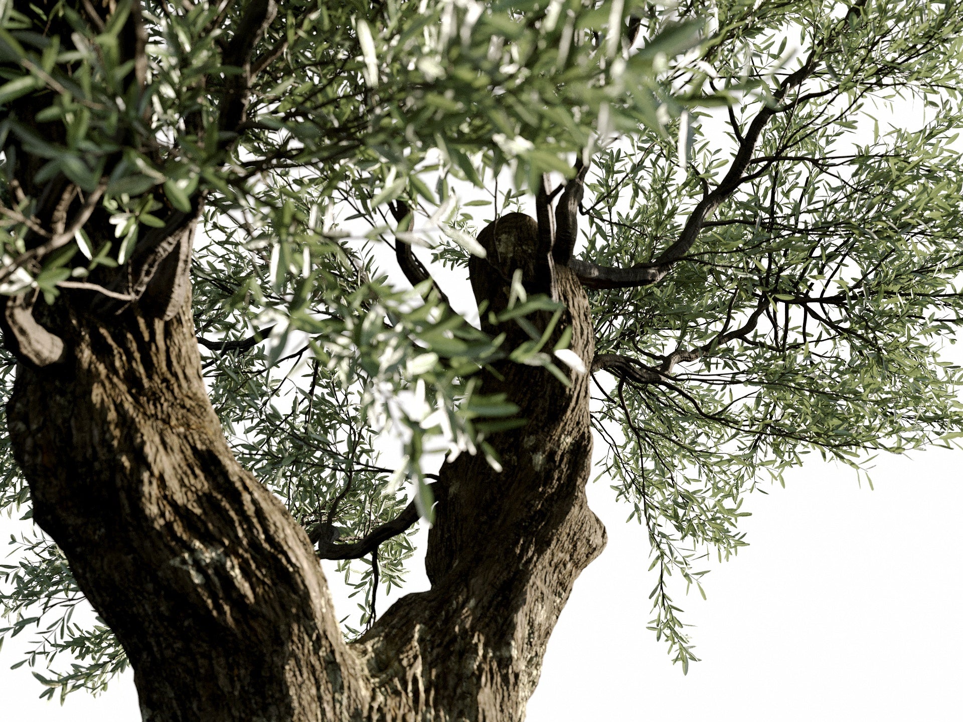 Olive Tree - Nouvelle Mesure Lab