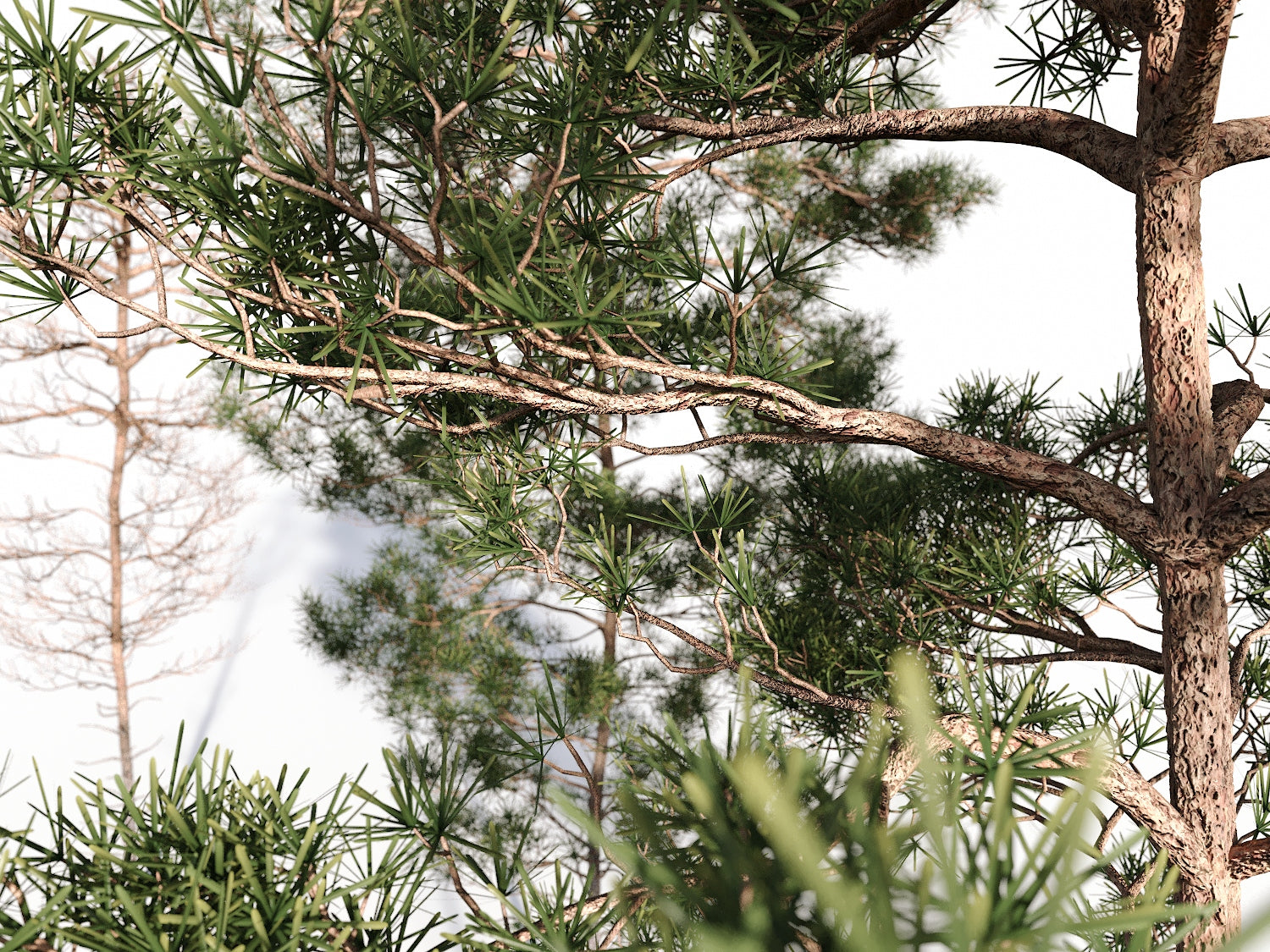 Salzmann Pine Tree Set - Nouvelle Mesure Lab