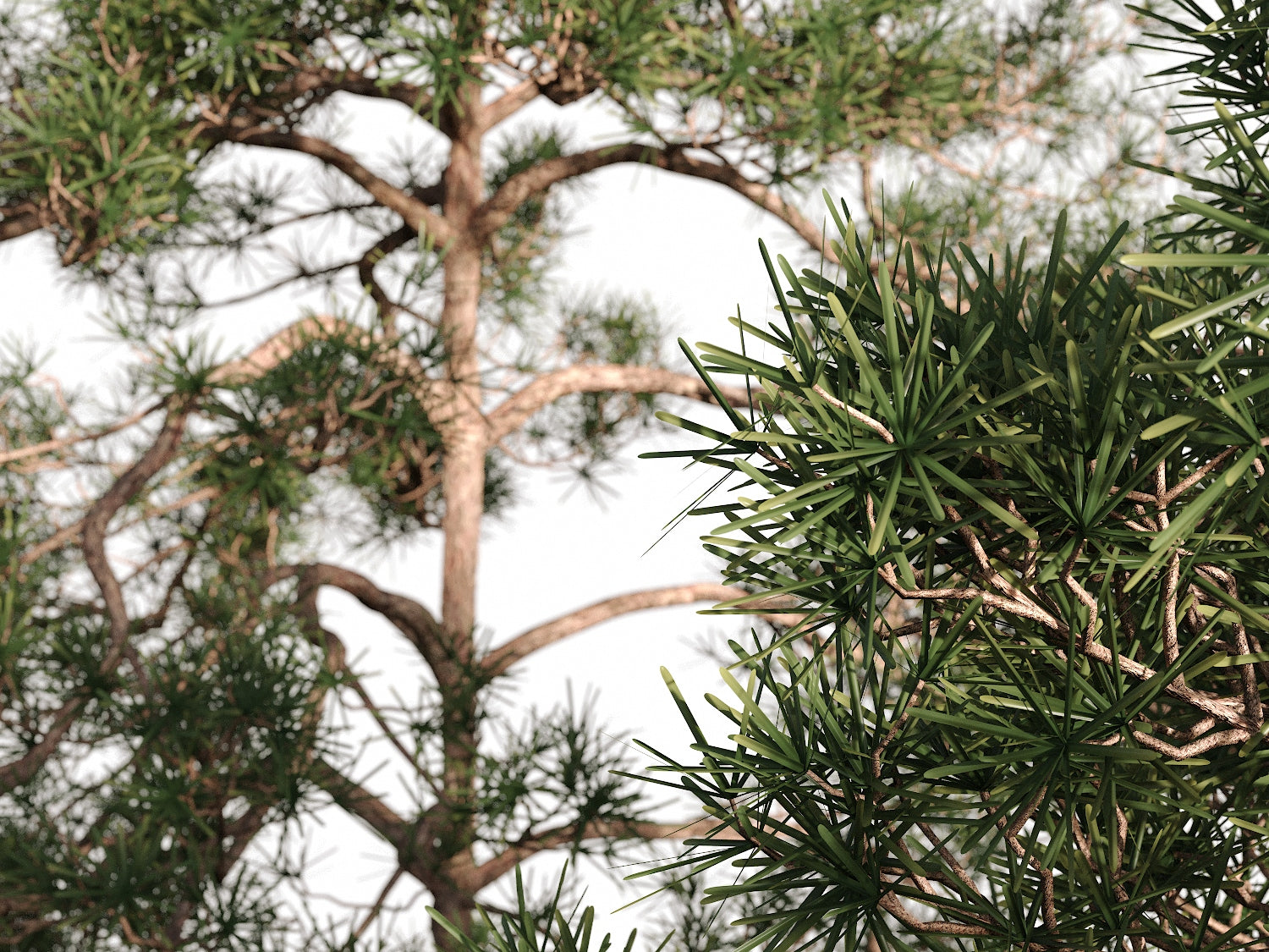 Salzmann Pine Tree Set - Nouvelle Mesure Lab